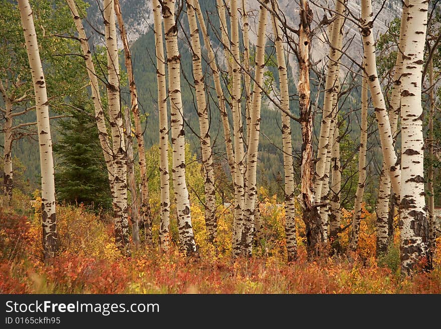 Brilliant fall colors in the Canadian Rocky Mountains. Brilliant fall colors in the Canadian Rocky Mountains