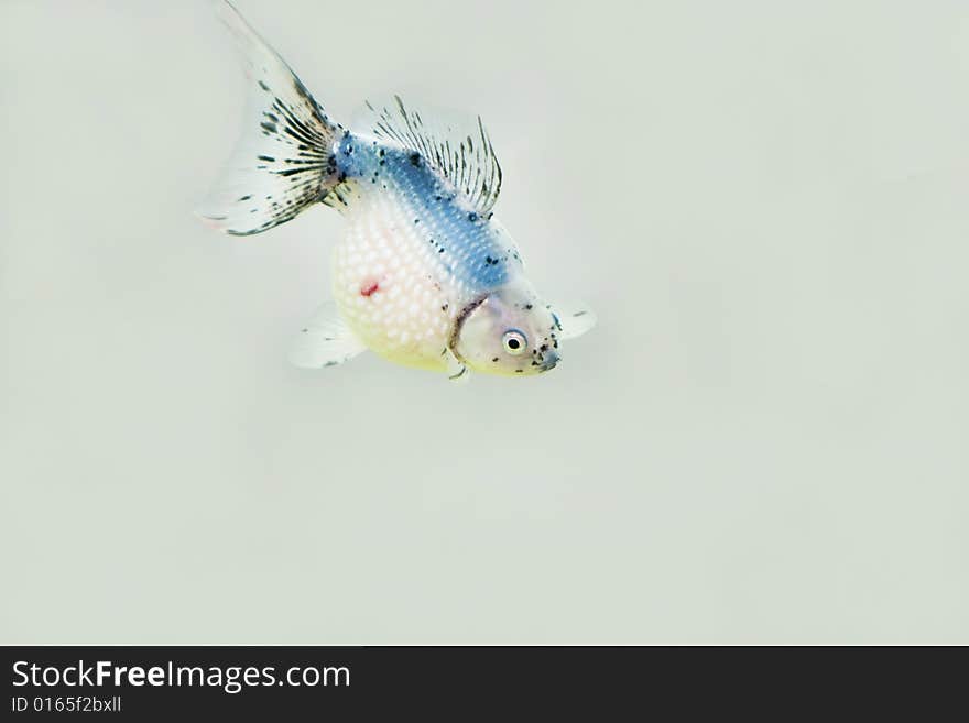 The goldfish in the goldfish bowl  in beijing