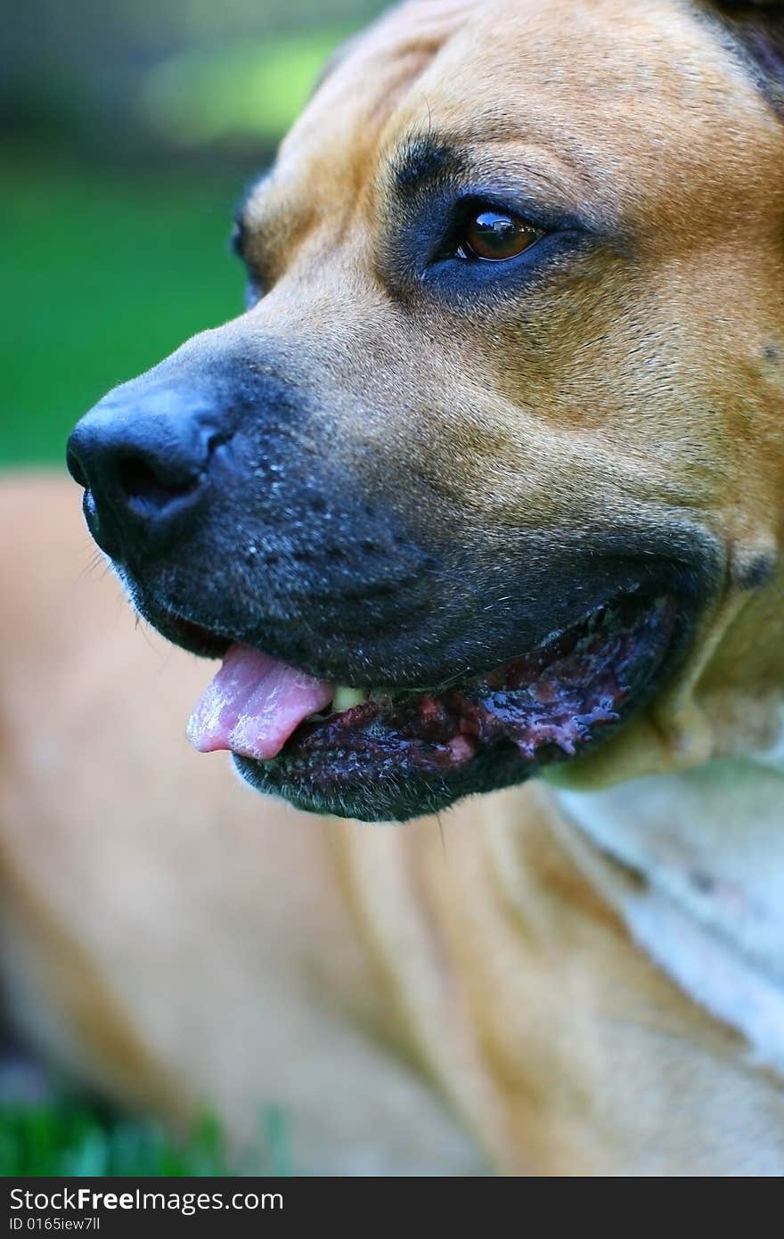 Dangerous dog- amstaff isolated on a green grass