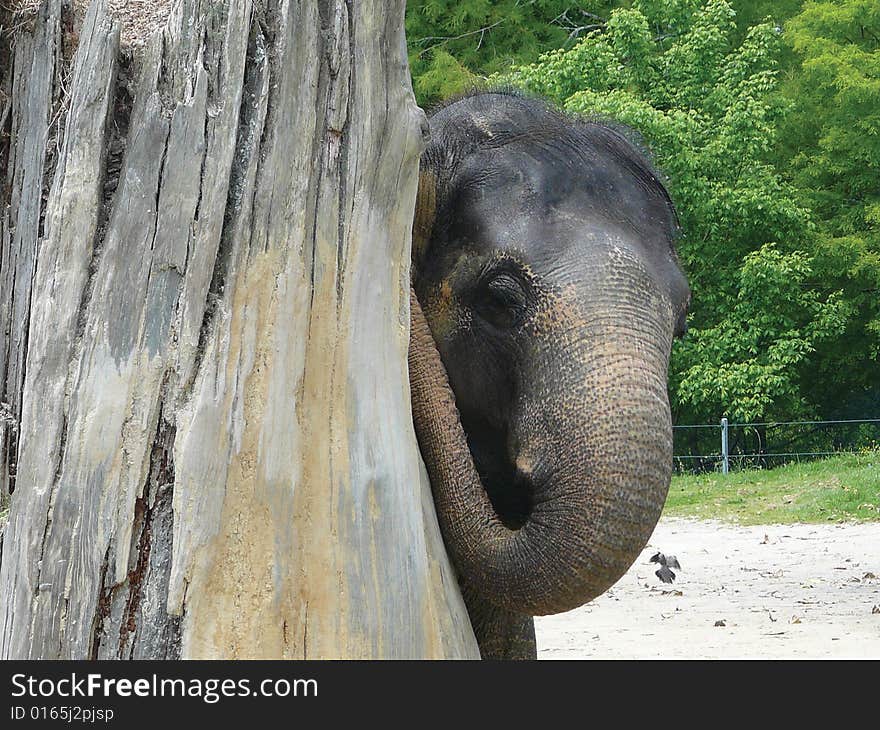 Elephant poking its head out from behind a tree trunk.