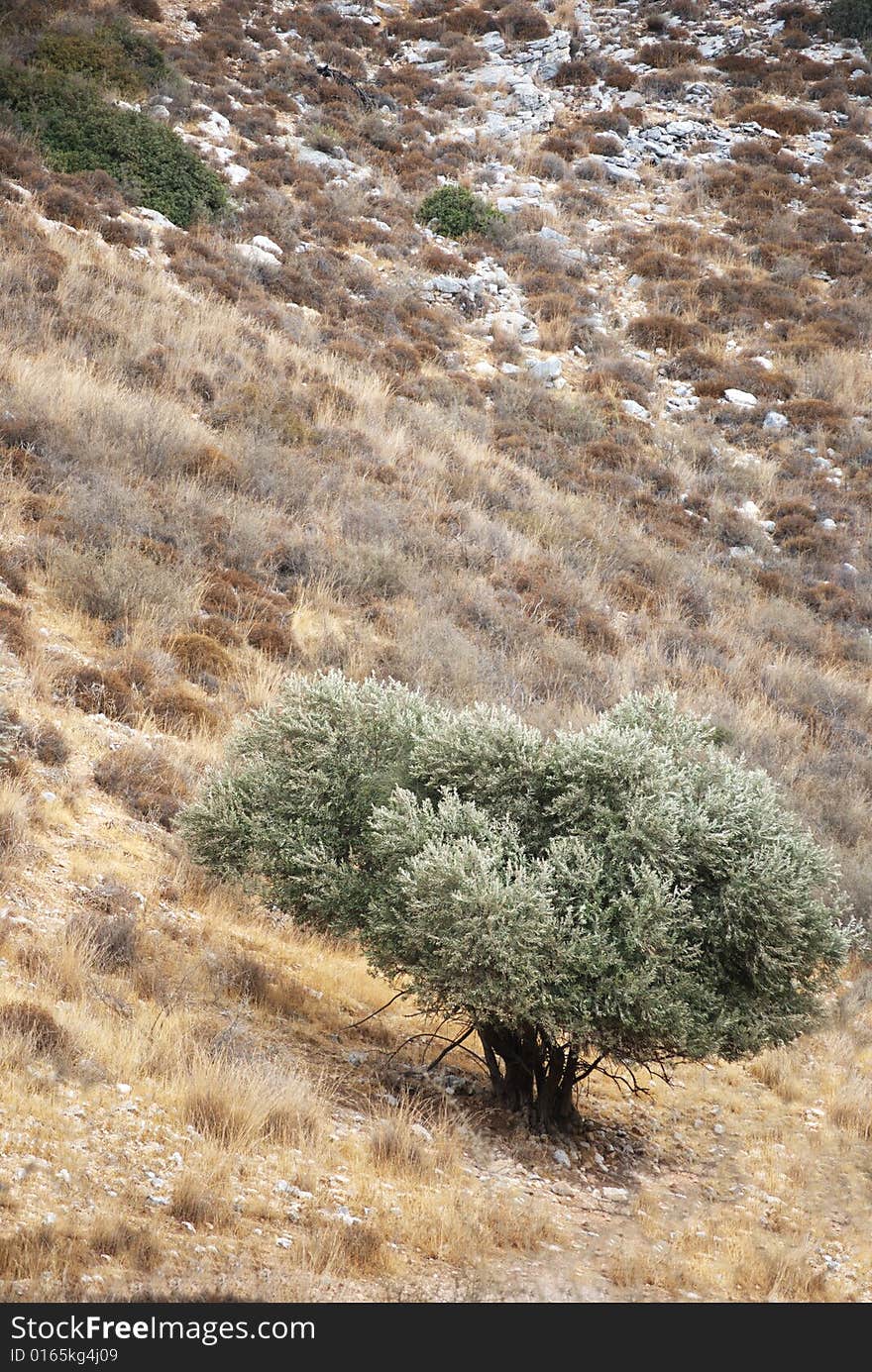 Lonolive tree standing on a rocky hill