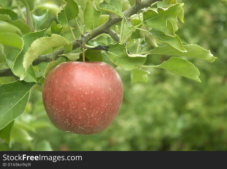 A perfect red apple hanging from a tree. A perfect red apple hanging from a tree