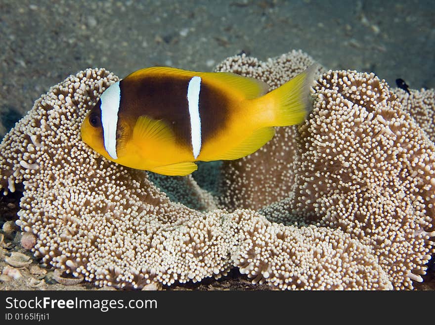 Haddon's anemone (stichodactyla haddoni) and anemonefish taken in the Red Sea.