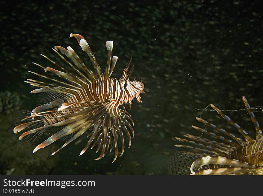 Common lionfish (pterois miles) taken in the Red Sea.