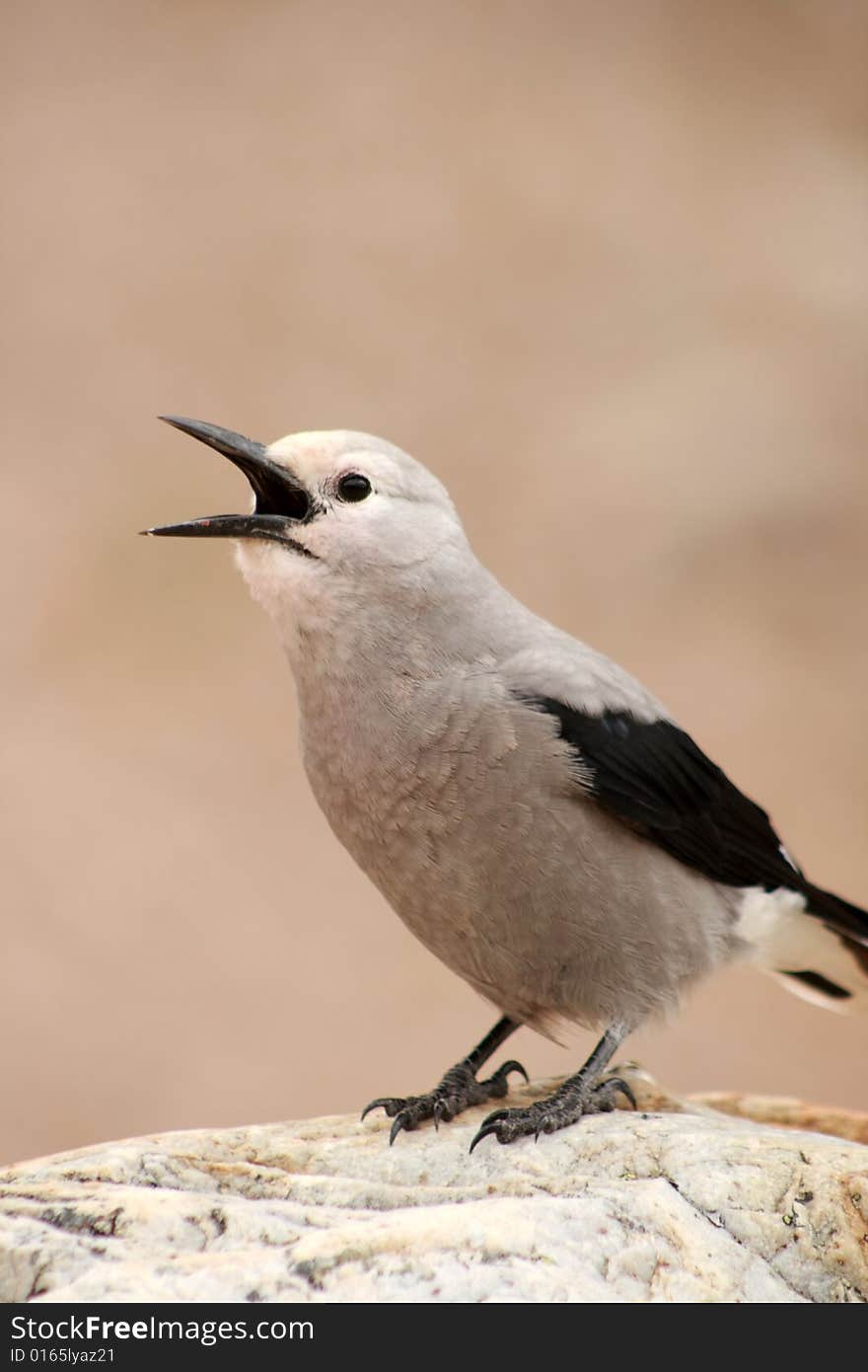 A Gray Jay perched on a large stone in the Canadian Rocky mountains. A Gray Jay perched on a large stone in the Canadian Rocky mountains.