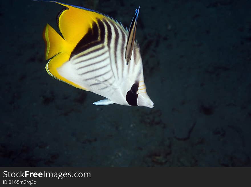 Threadfin butterflyfish (chaetodon auriga) taken in the Red Sea.