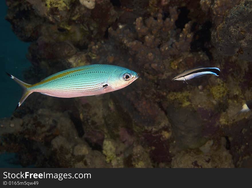 Bluestreak cleaner wrasse (labroides dimidiatus) and fusilier taken in the Red Sea.