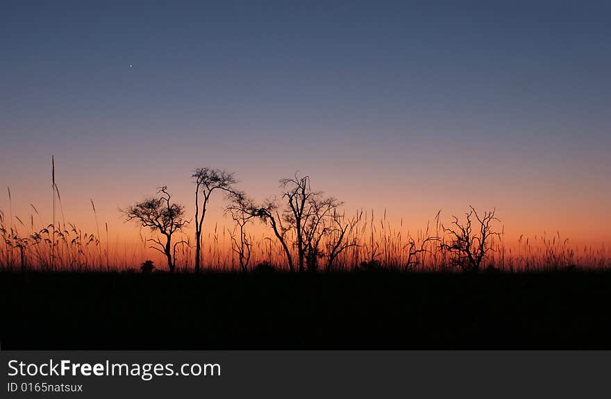 The sky color is beautiful before african sunrise. (Moremi, Okavango Delt, Botswana). The sky color is beautiful before african sunrise. (Moremi, Okavango Delt, Botswana)