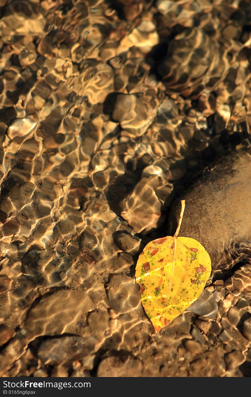 A single yellow leaf submerged in a shallow Autumn river. A single yellow leaf submerged in a shallow Autumn river