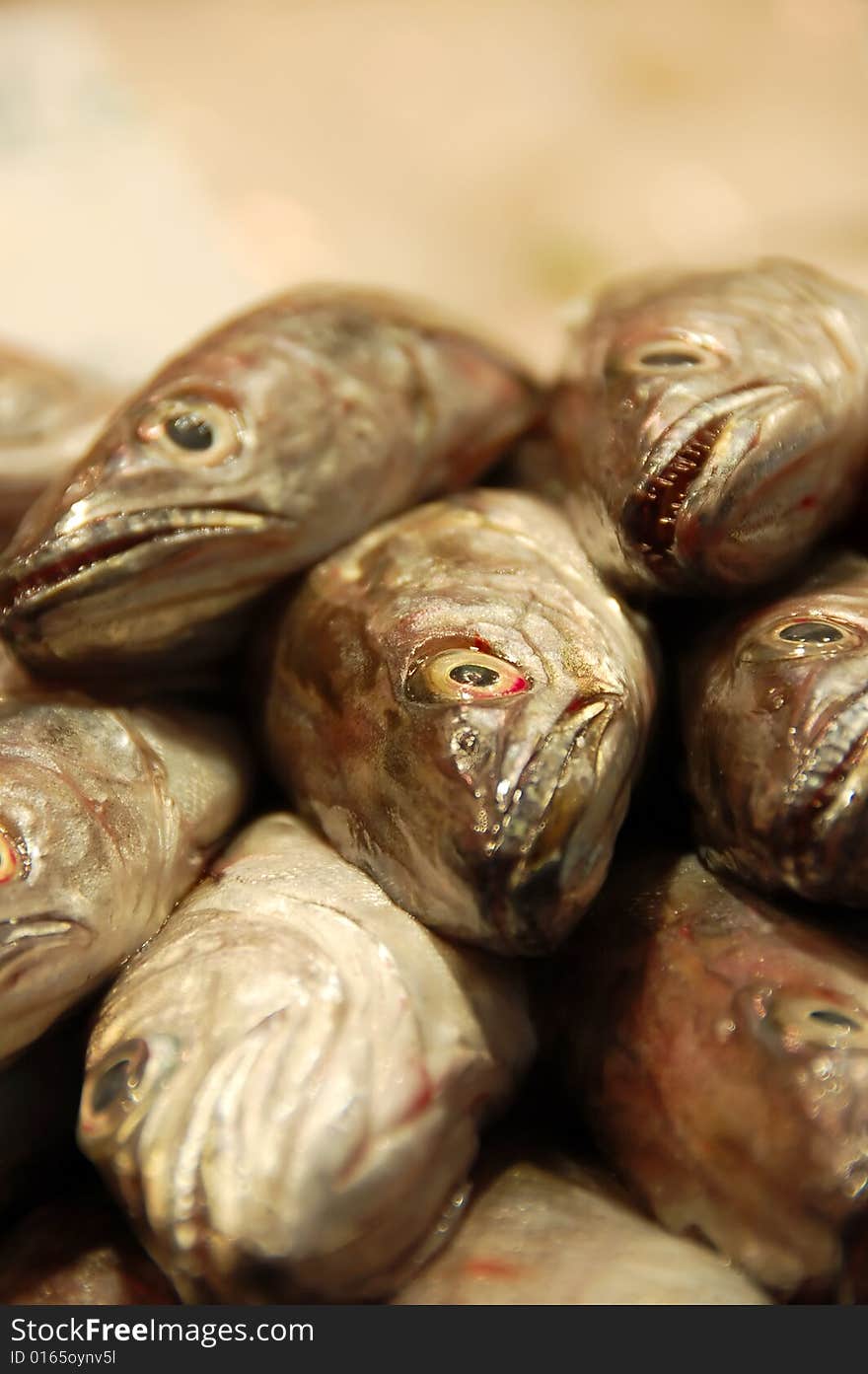 Fishes in Fish Market, Barcelona; Sdof