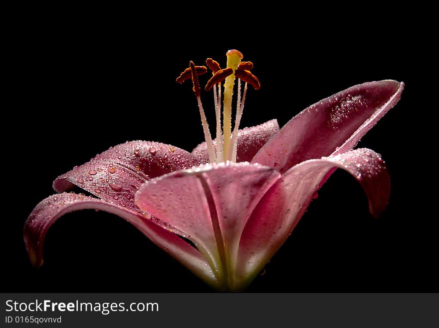 The beautiful Lily isolated on black. The beautiful Lily isolated on black