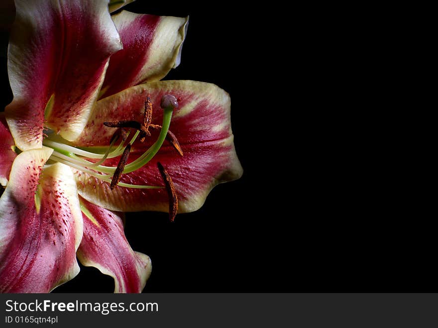 The beautiful Lily isolated on black. The beautiful Lily isolated on black