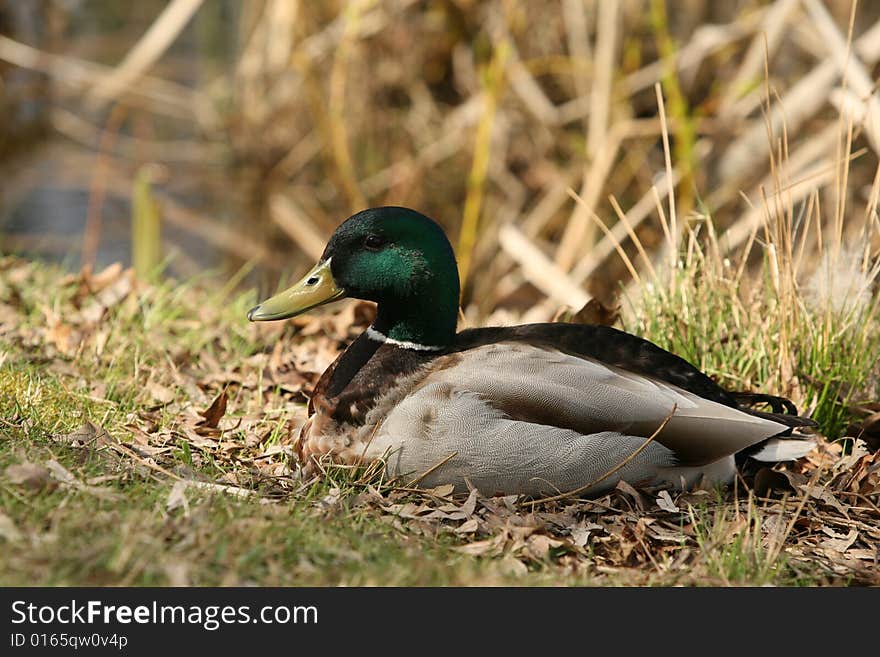 Mallard duck resting on the shore.