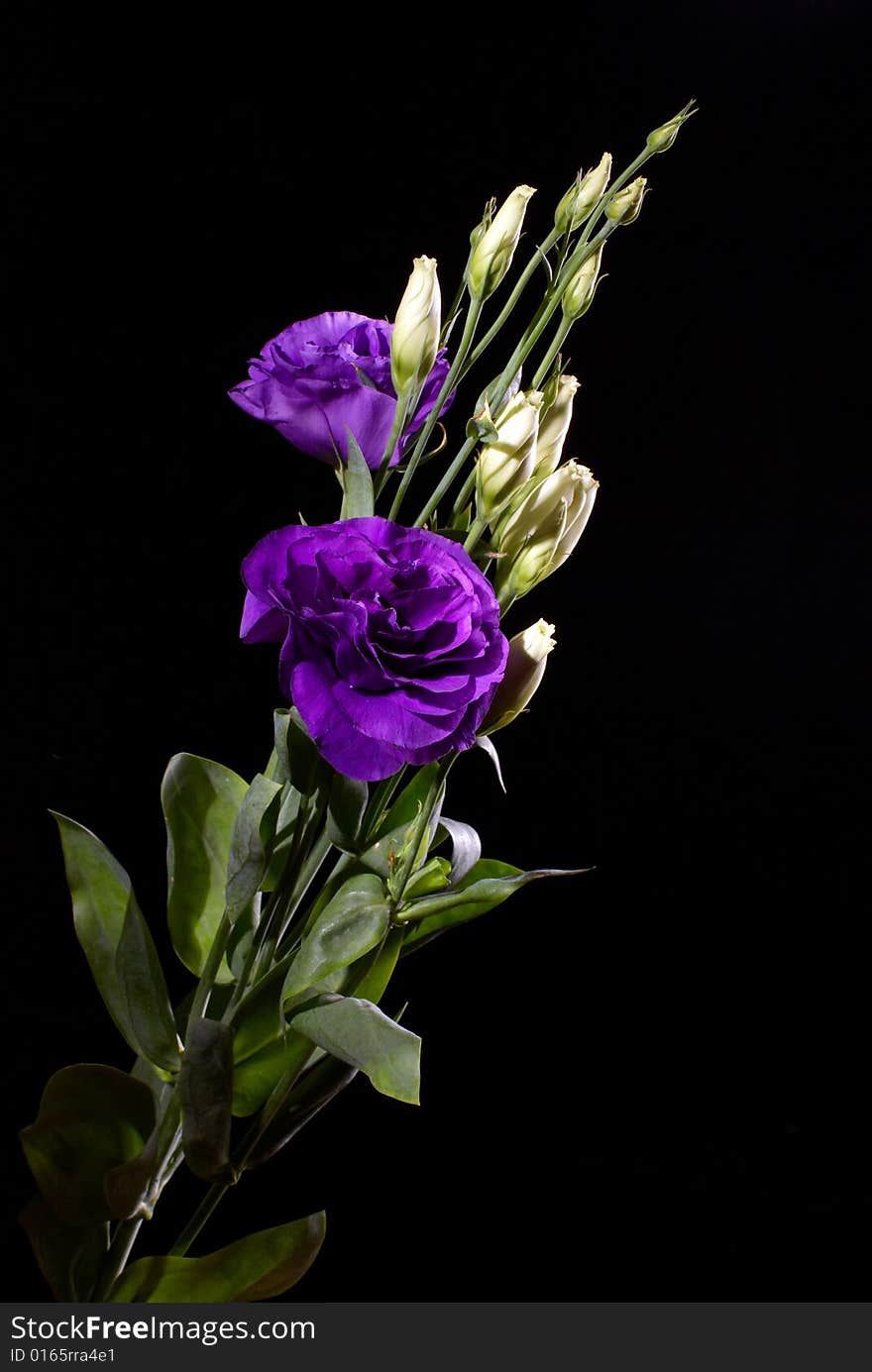 Beautiful flower isolated on black. Beautiful flower isolated on black