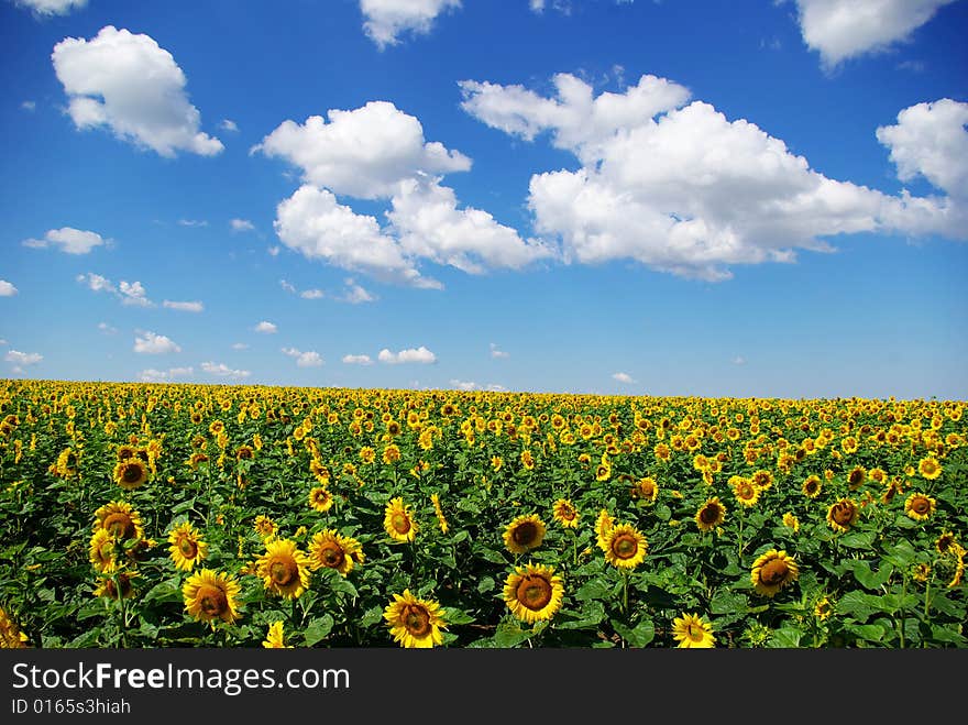 Sunflower field over cloudy blue sky