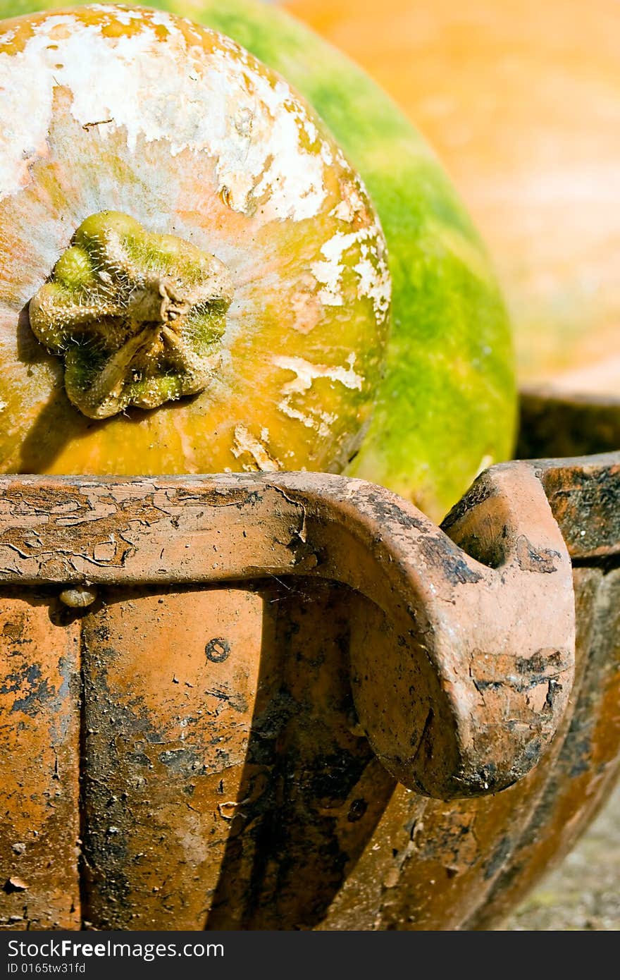 Pumpkin Harvest