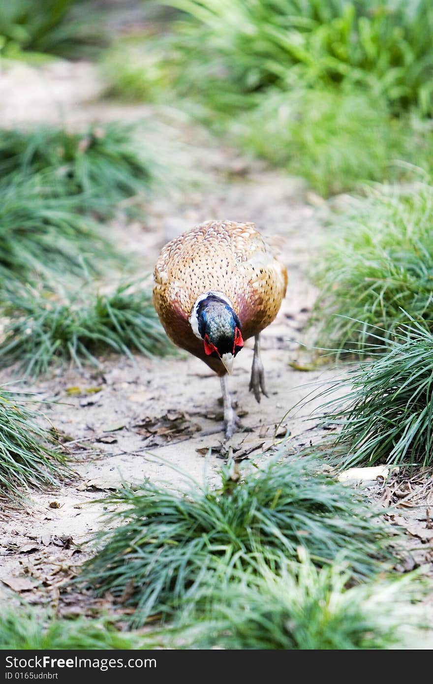 The common pheasant sitting in the meadow