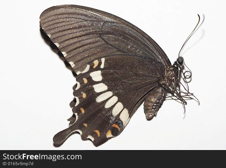 Isolated  butterfly side view  on white