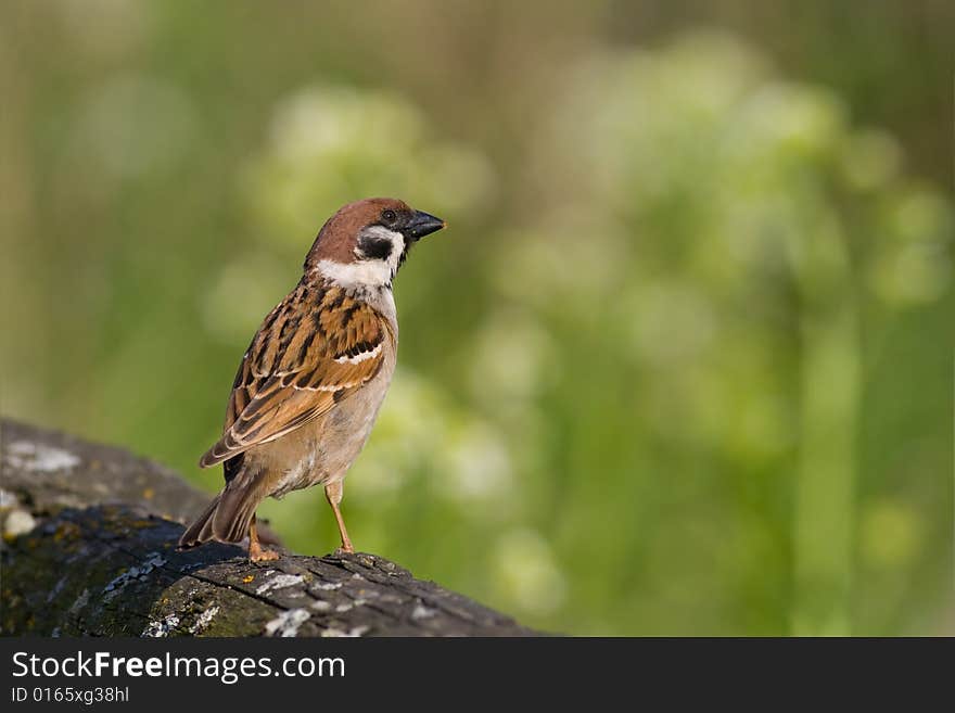 Bird - Tree Sparrow