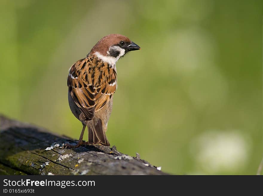 Bird - tree sparrow
Canon 400D + 400mm 5.6L