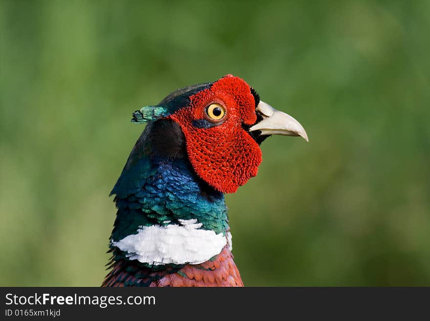 Pheasant Canon 400D + 400mm 5.6L