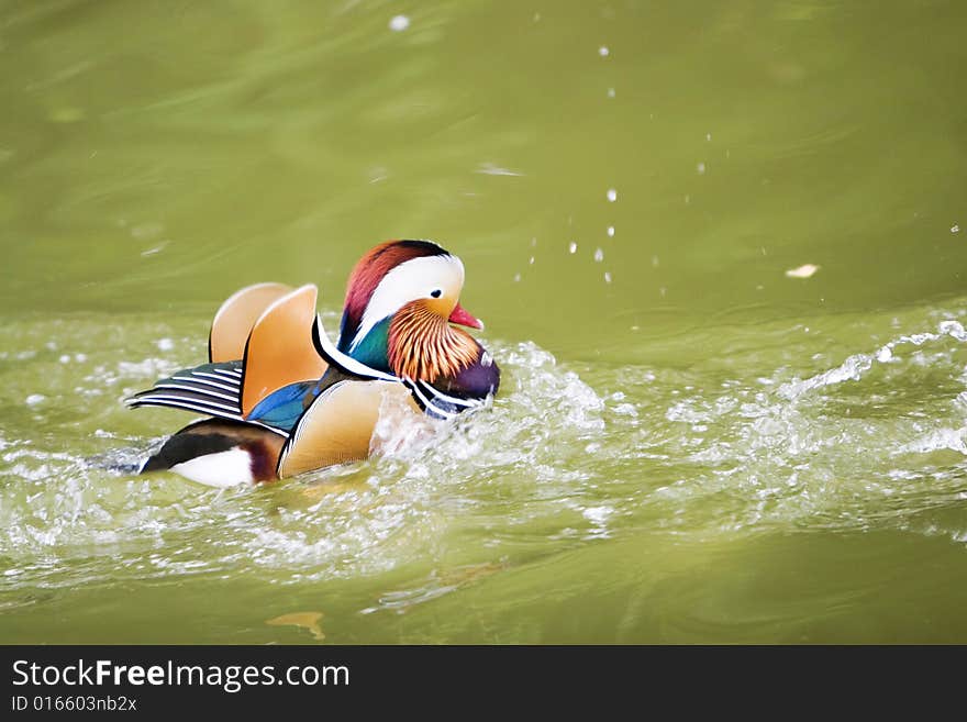 The mandarin duck in a park china