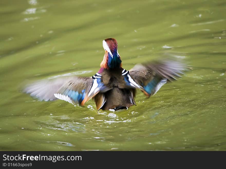 The mandarin duck in a park china