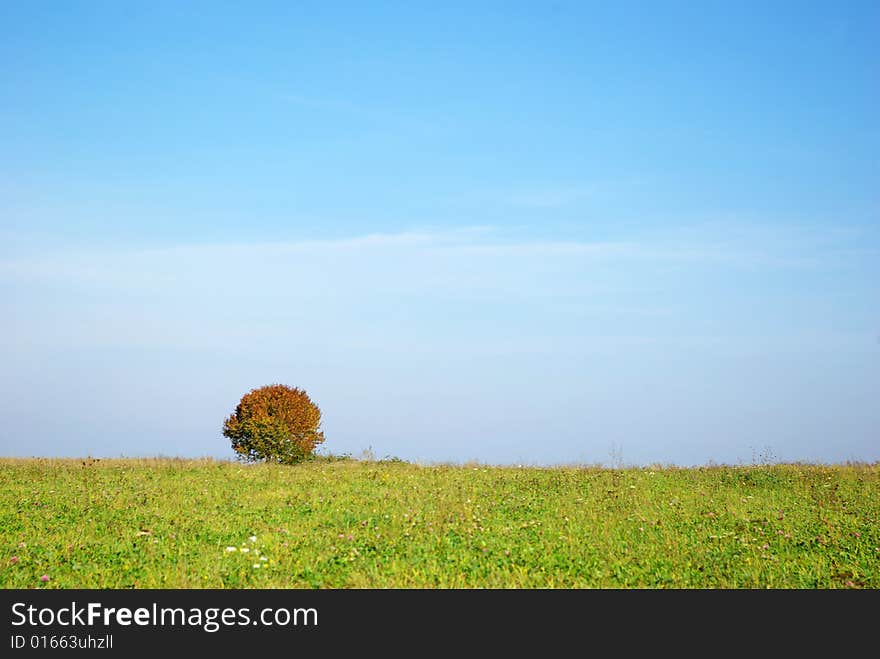 Tree against clear sky background. Tree against clear sky background