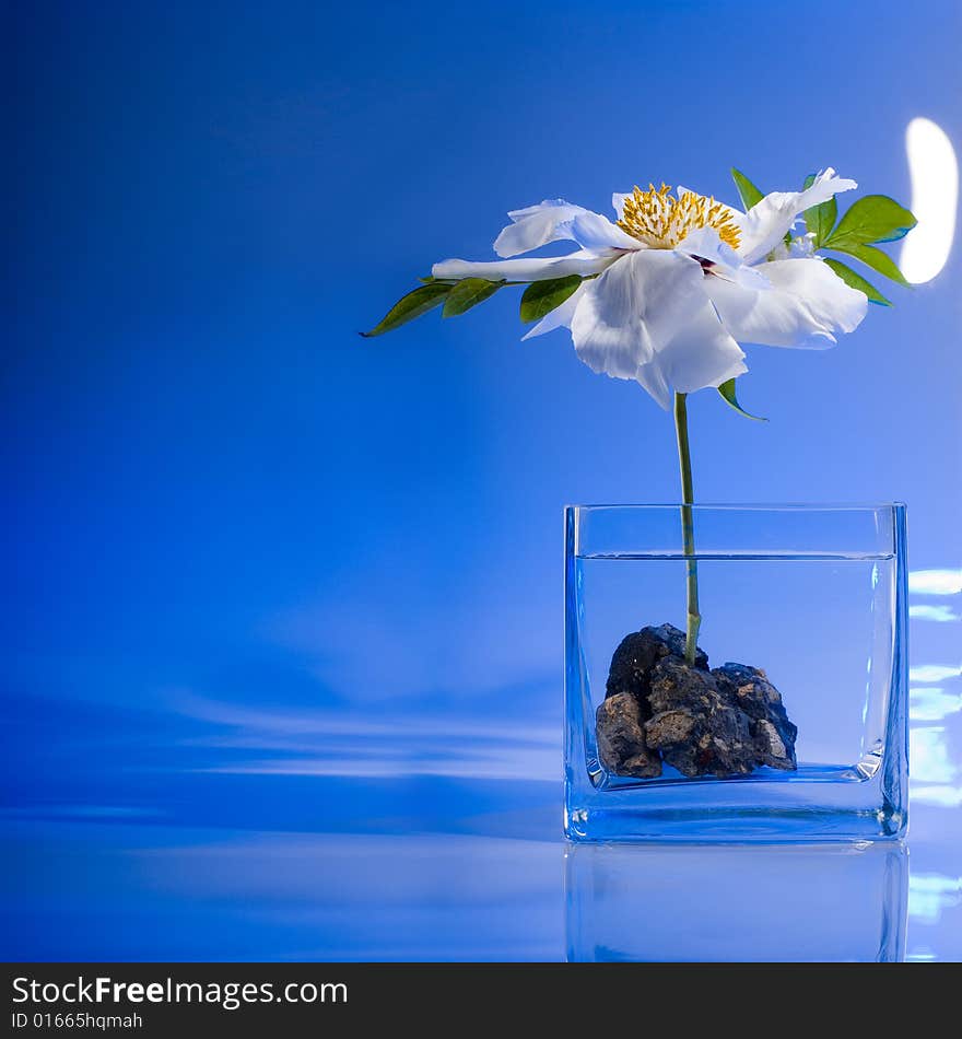 White flower on blue background, studio