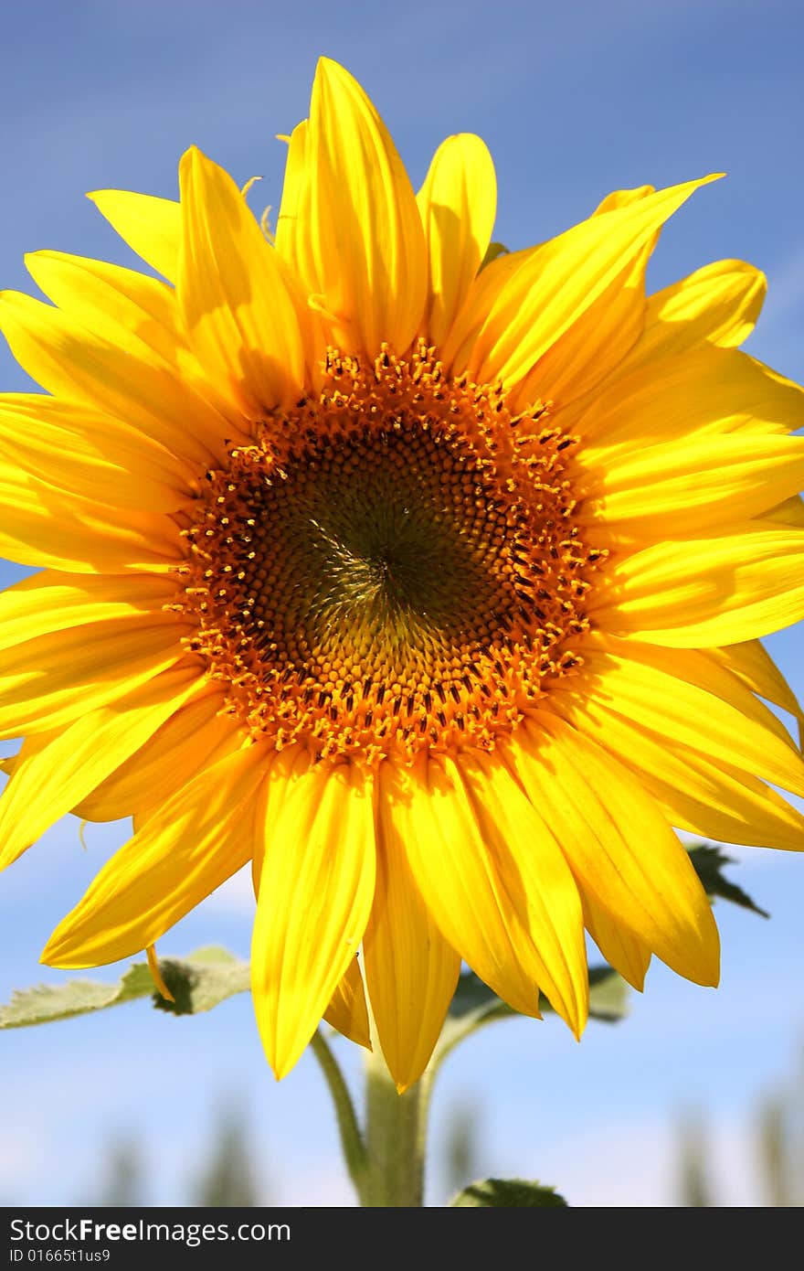 Sunflower flower