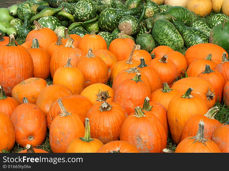 Bunch of pumpkins and gourds for halloween