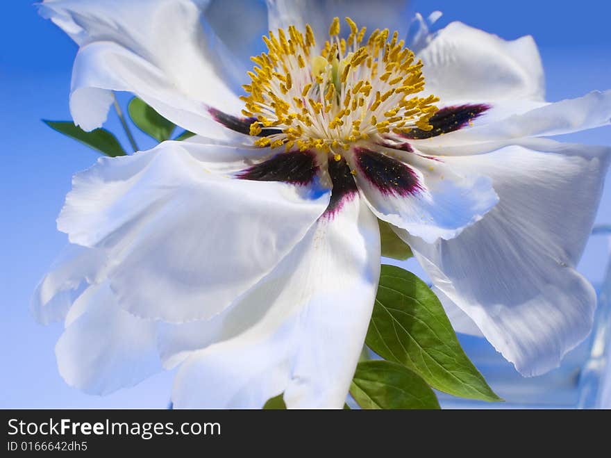 White flower on blue background, studio