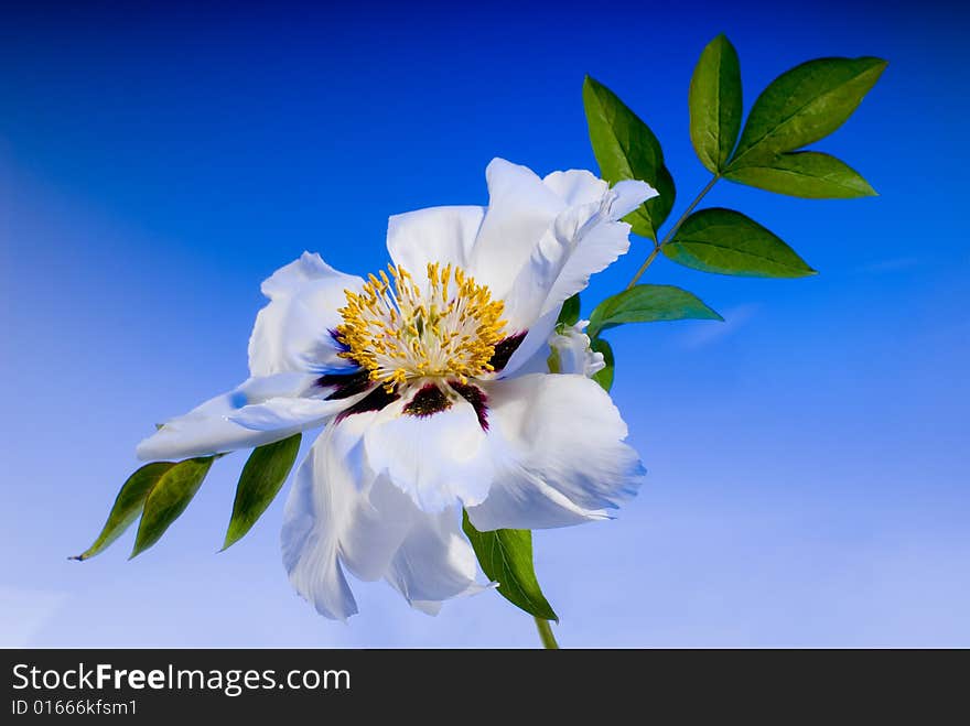 White flower on blue background, studio