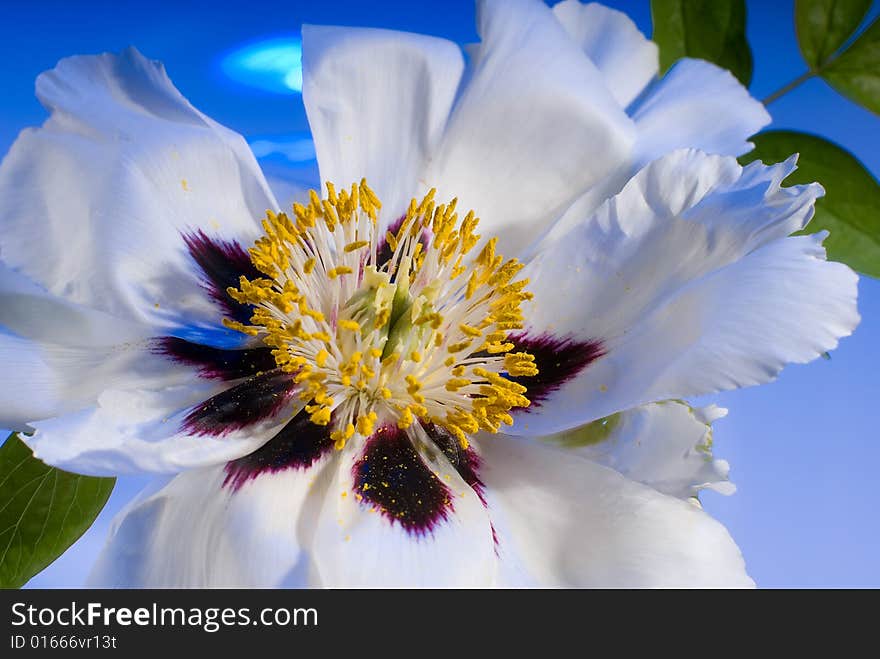 White flower on blue background, studio