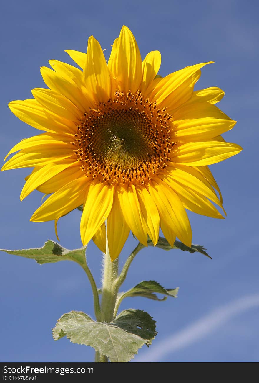 Sunflower