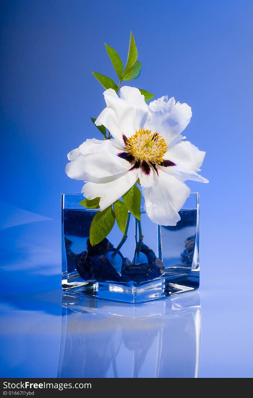 White flower on blue background, studio