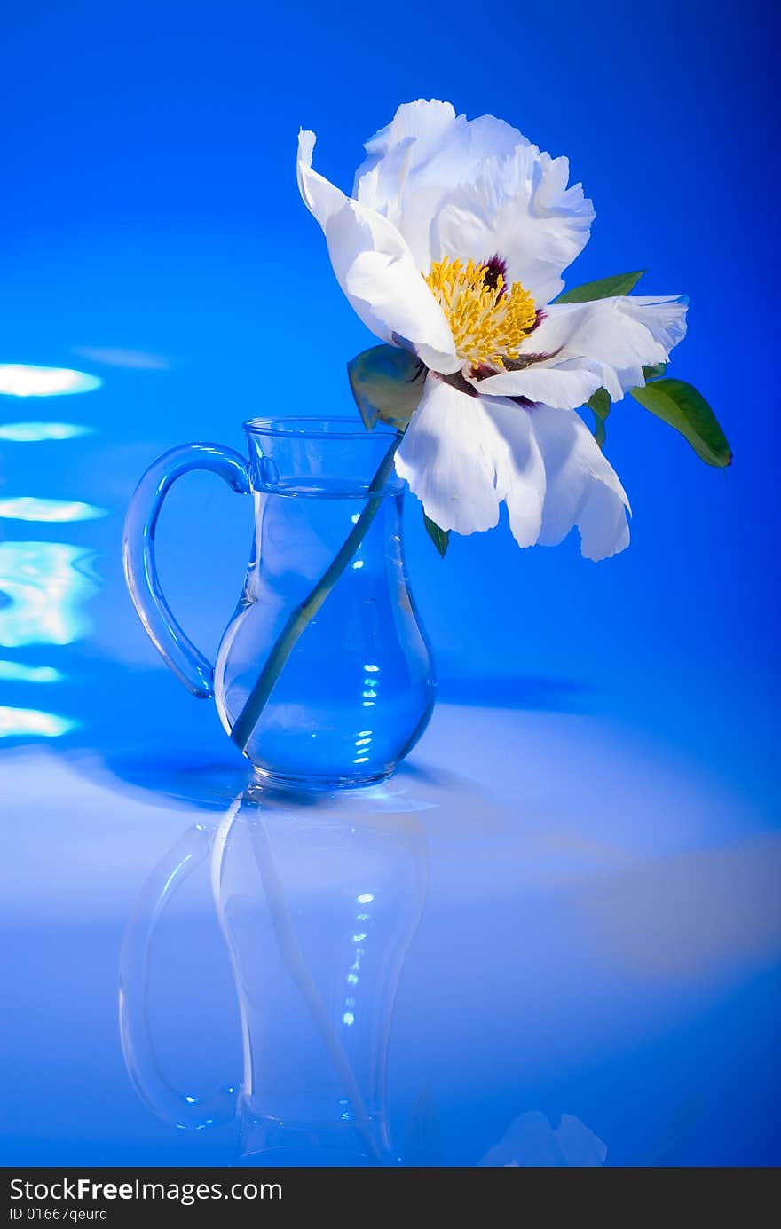 White flower on blue background, studio