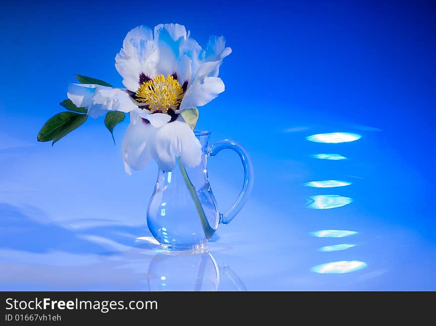 White flower on blue background, studio