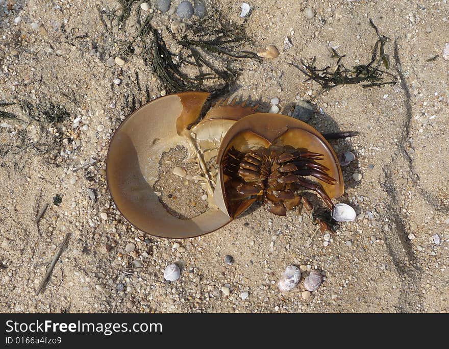 Horse shoe crab