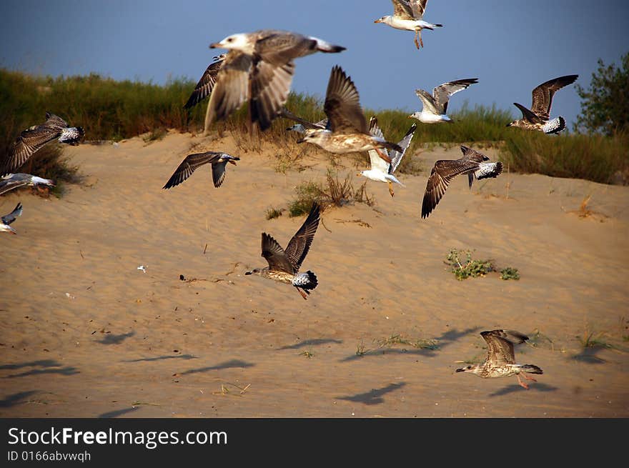 The flying of the seagull. The flying of the seagull