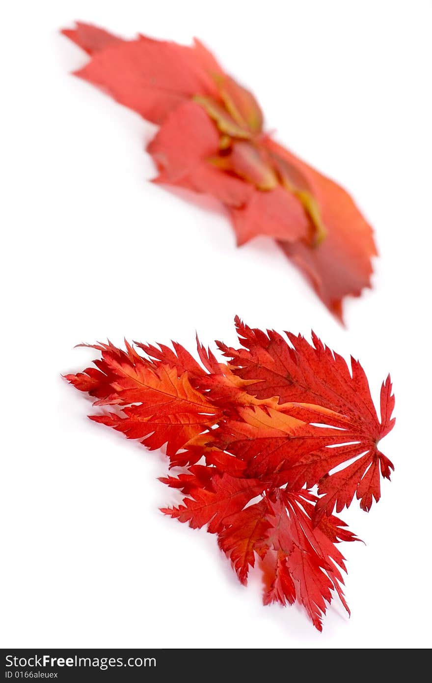 Autumn leaf in its beautiful colors and shapes. Autumn leaf in its beautiful colors and shapes