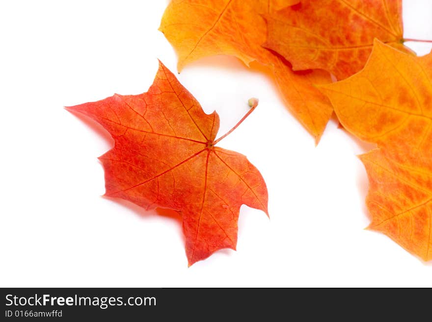 Autumn leaf in its beautiful colors and shapes. Autumn leaf in its beautiful colors and shapes