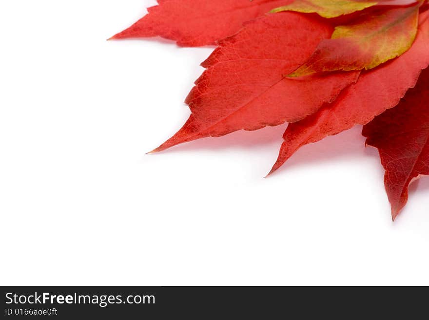 Autumn leaf in its beautiful colors and shapes. Autumn leaf in its beautiful colors and shapes