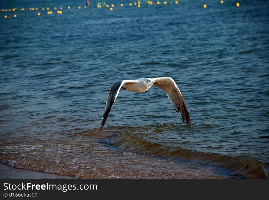 Seagull