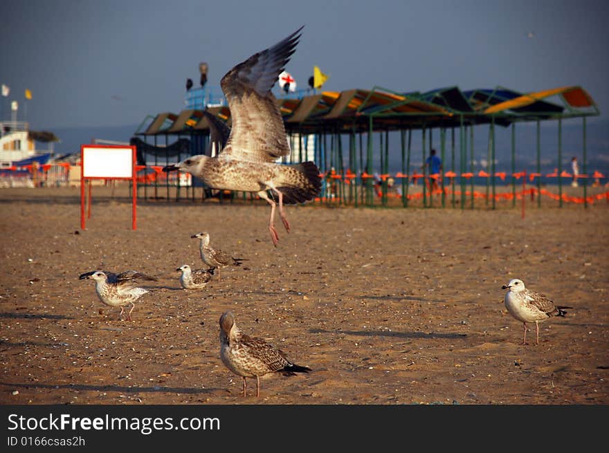 Seagulls