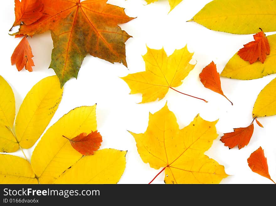 Leaves of yellow, orange and red color on a light background. Leaves of yellow, orange and red color on a light background.