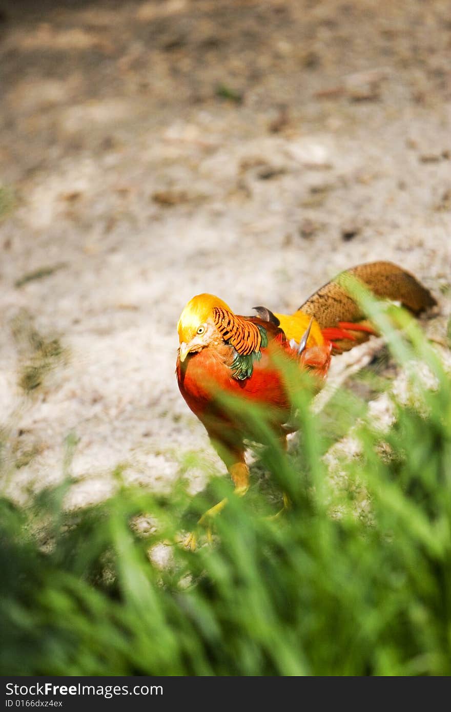 Golden  pheasant