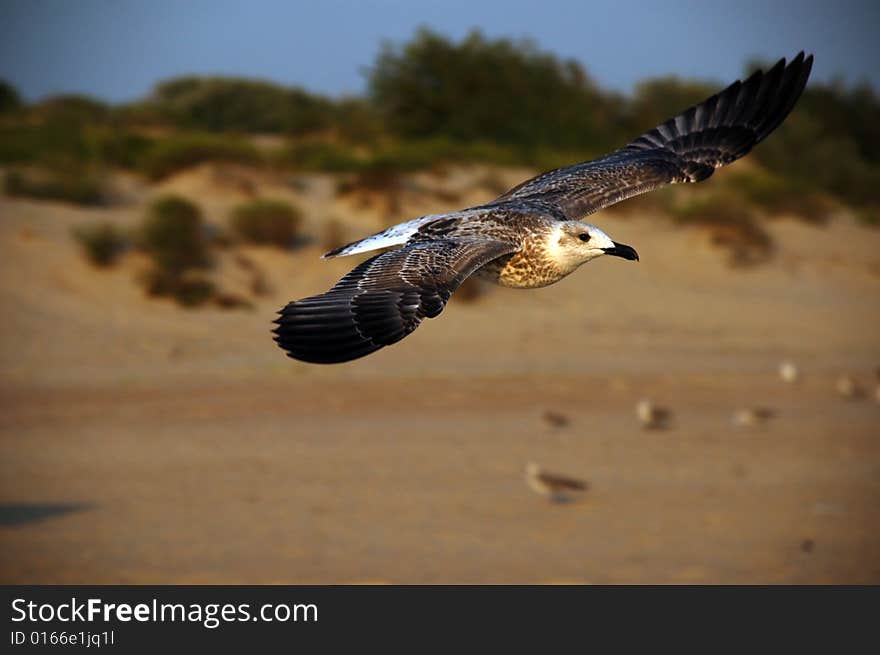 THE FLYING OF THE SEAGULL