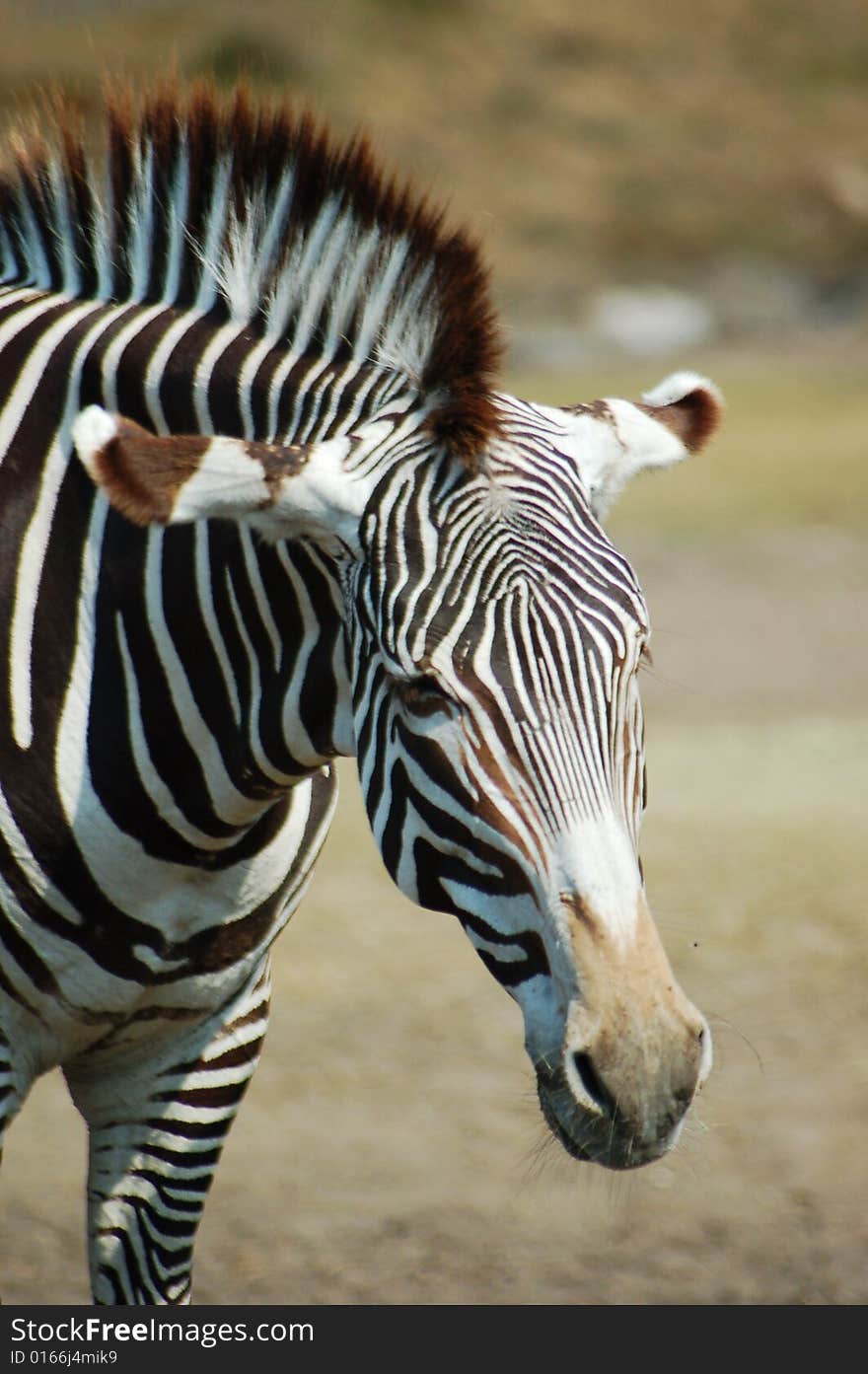 A tired zebra in a grassy landscape.