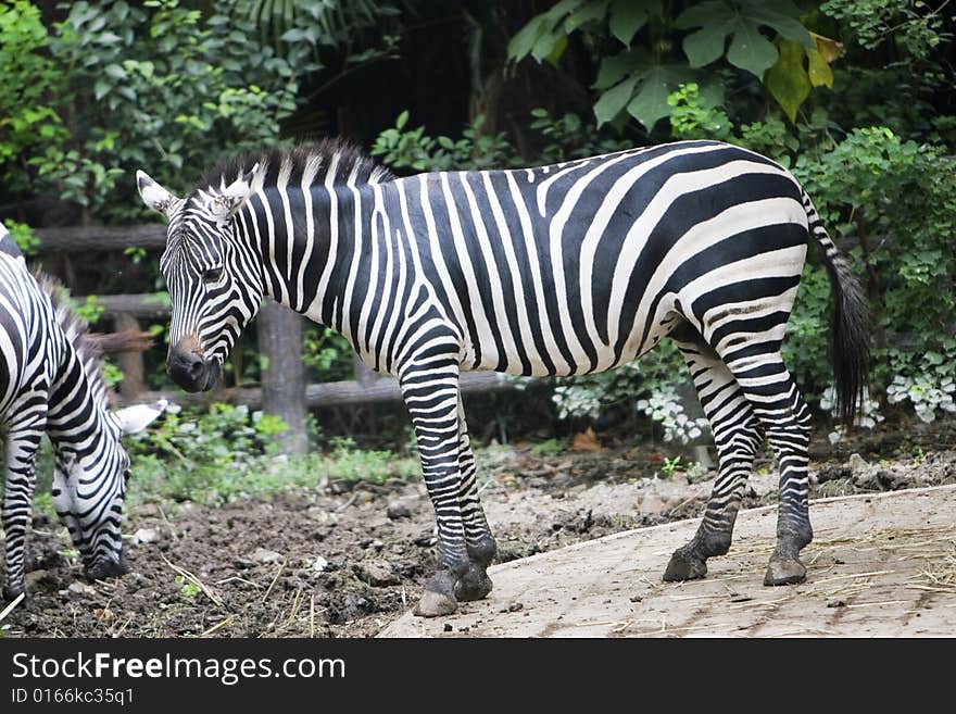 The zebra in the zoo outside.